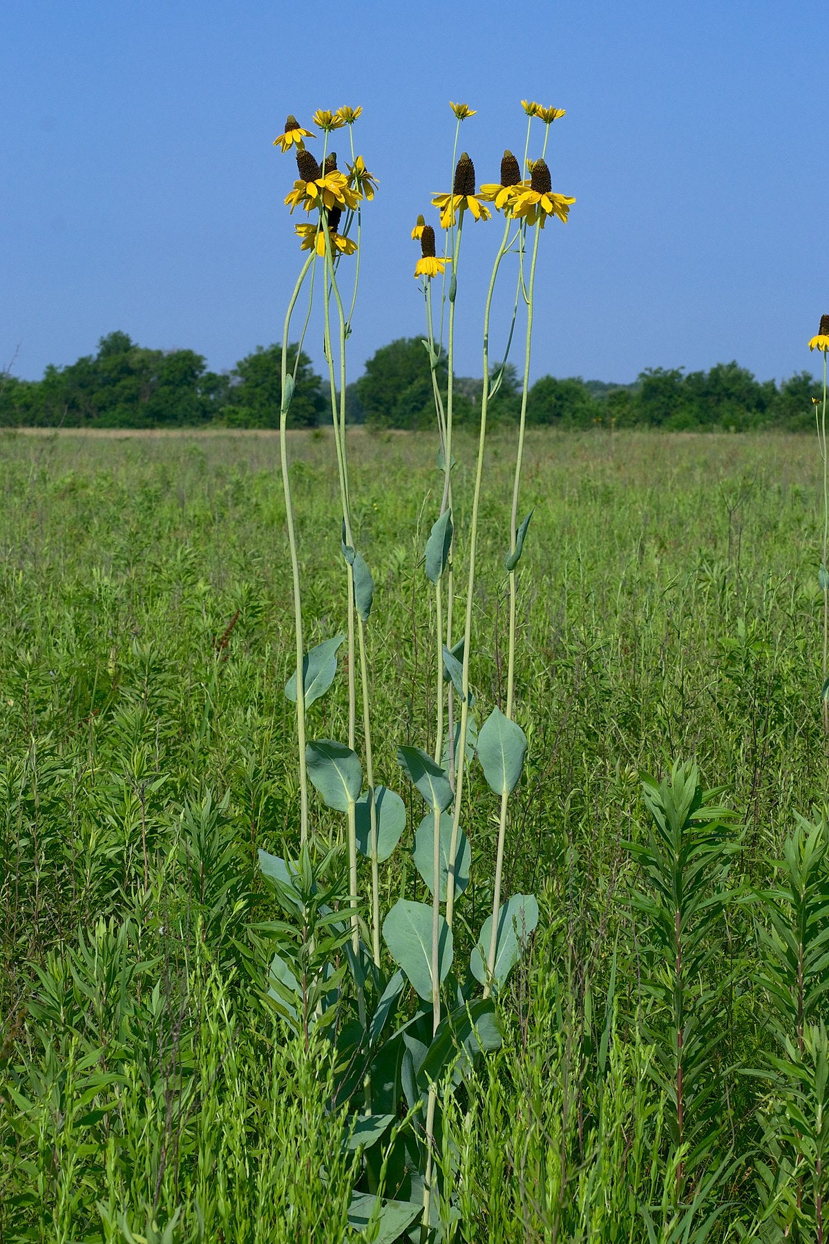 Great Giant Coneflower Plant - Rudbeckia maxima - 3.5" Pot