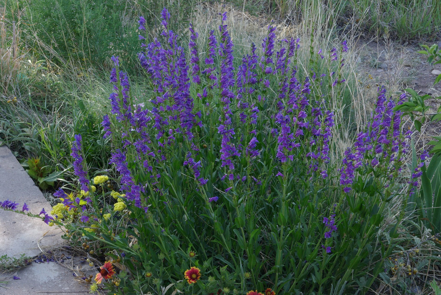 Penstemon strictus - Rocky Mountain Penstemon - Starter Plant