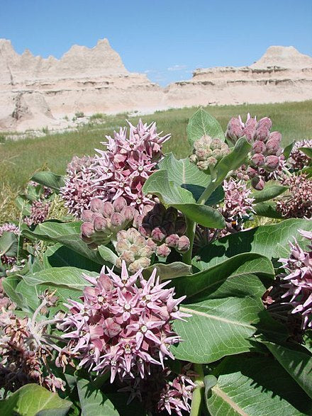 Milk Weed Mixer - Flower Garden Pack