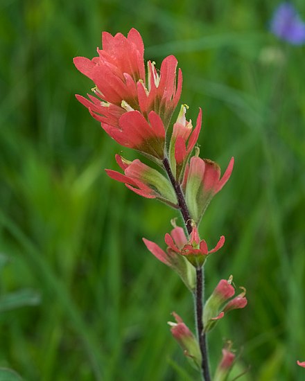 Castilleja coccinea - Paintbrush Plant - Starter Plant