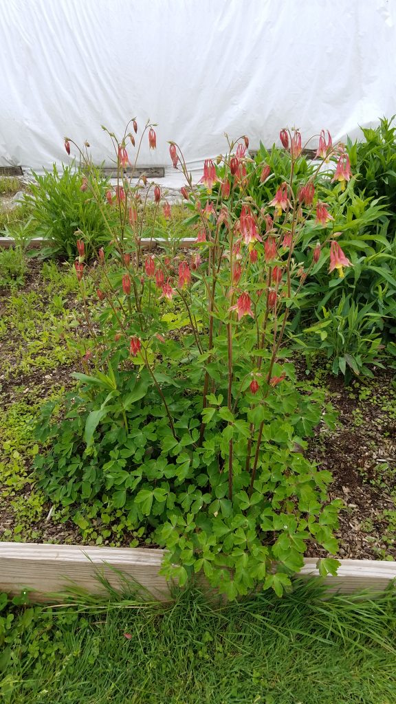 Woodland Columbine Plant - Aquilegia canadensis - 3.5" Pot