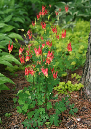 Woodland Columbine Plant - Aquilegia canadensis - 3.5" Pot