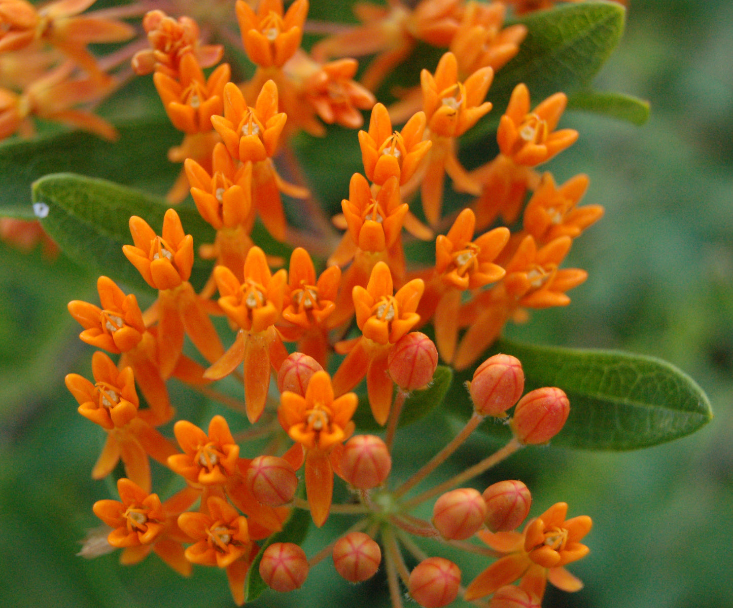 Milk Weed Mixer - Flower Garden Pack