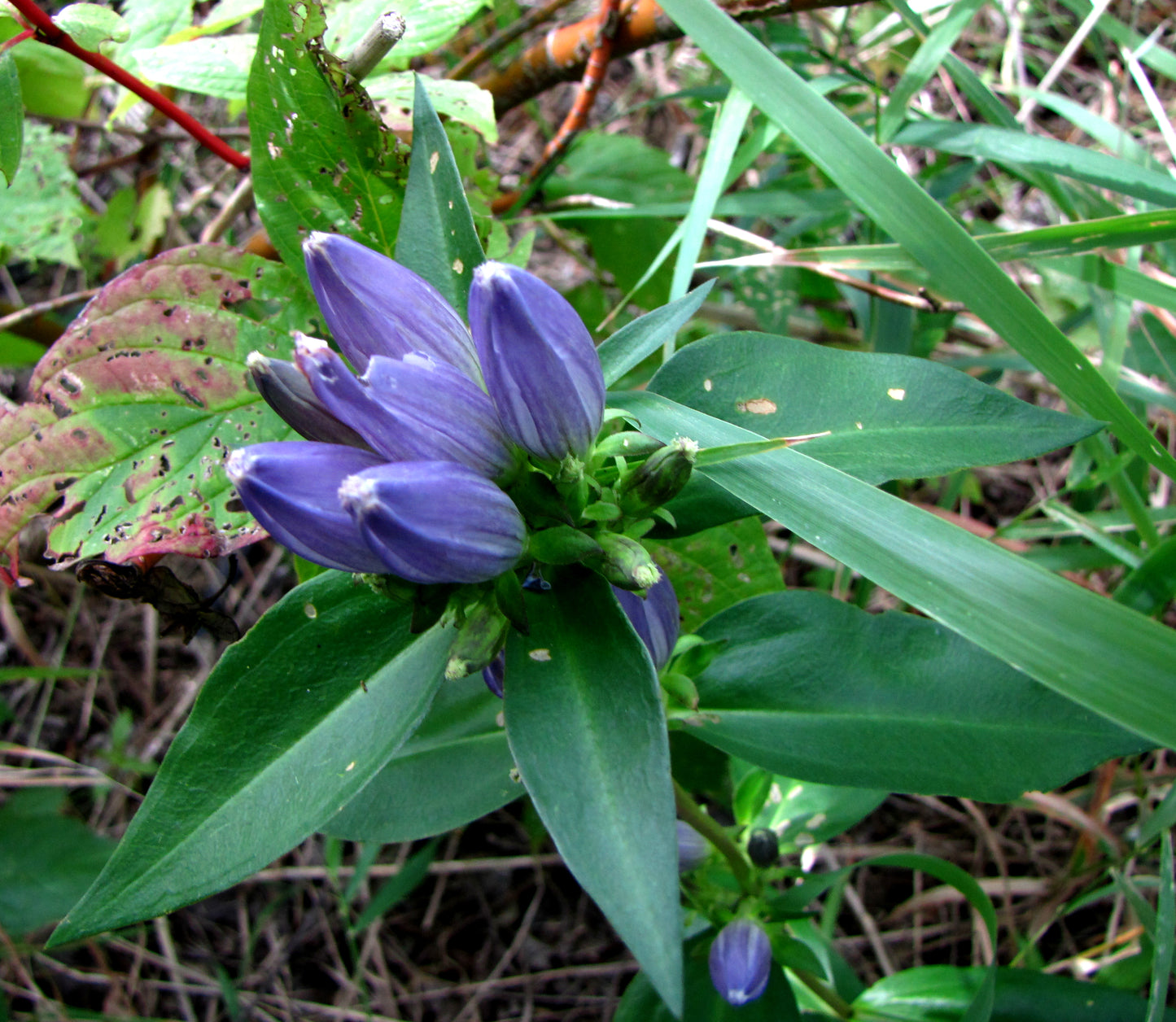 Gentiana andrewsii - Bottle Gentian - Starter Plant