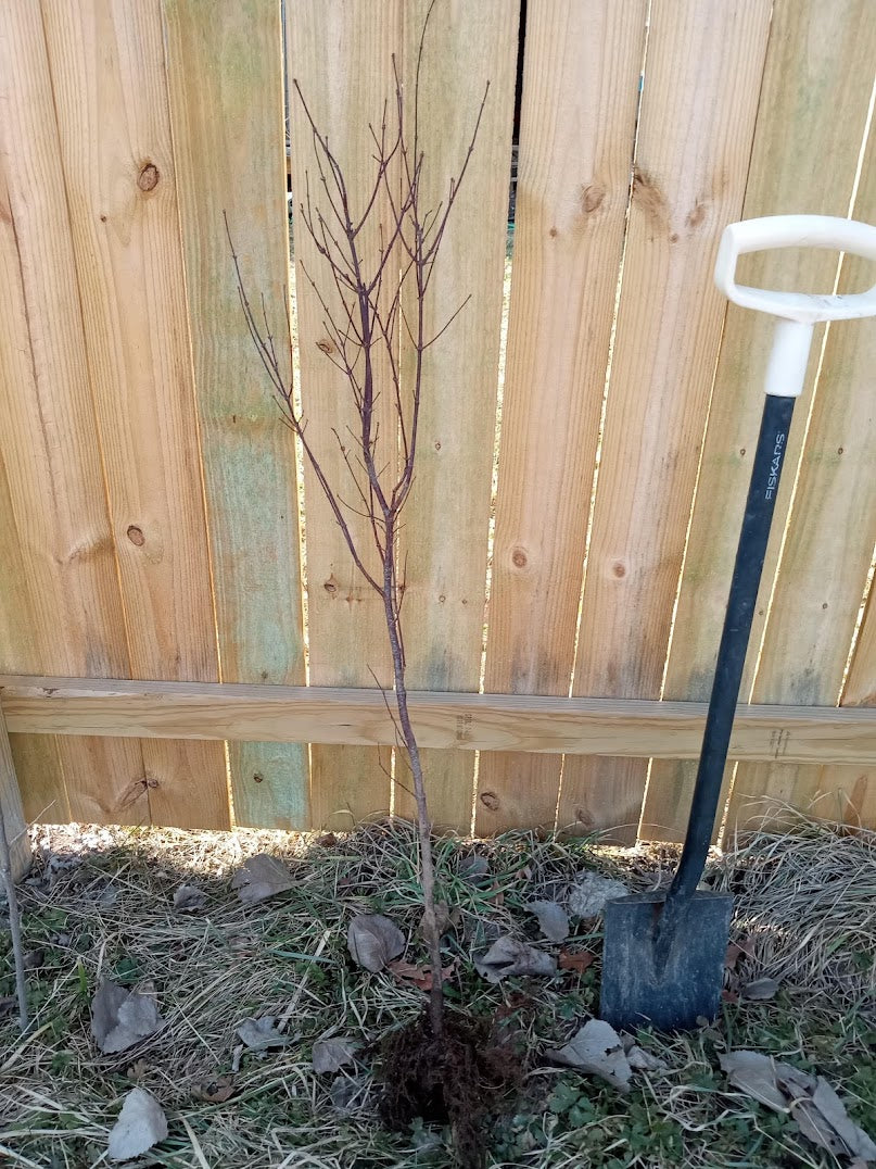 Atropurpurem Japanese Maple (Acer Palmatum) - Branched