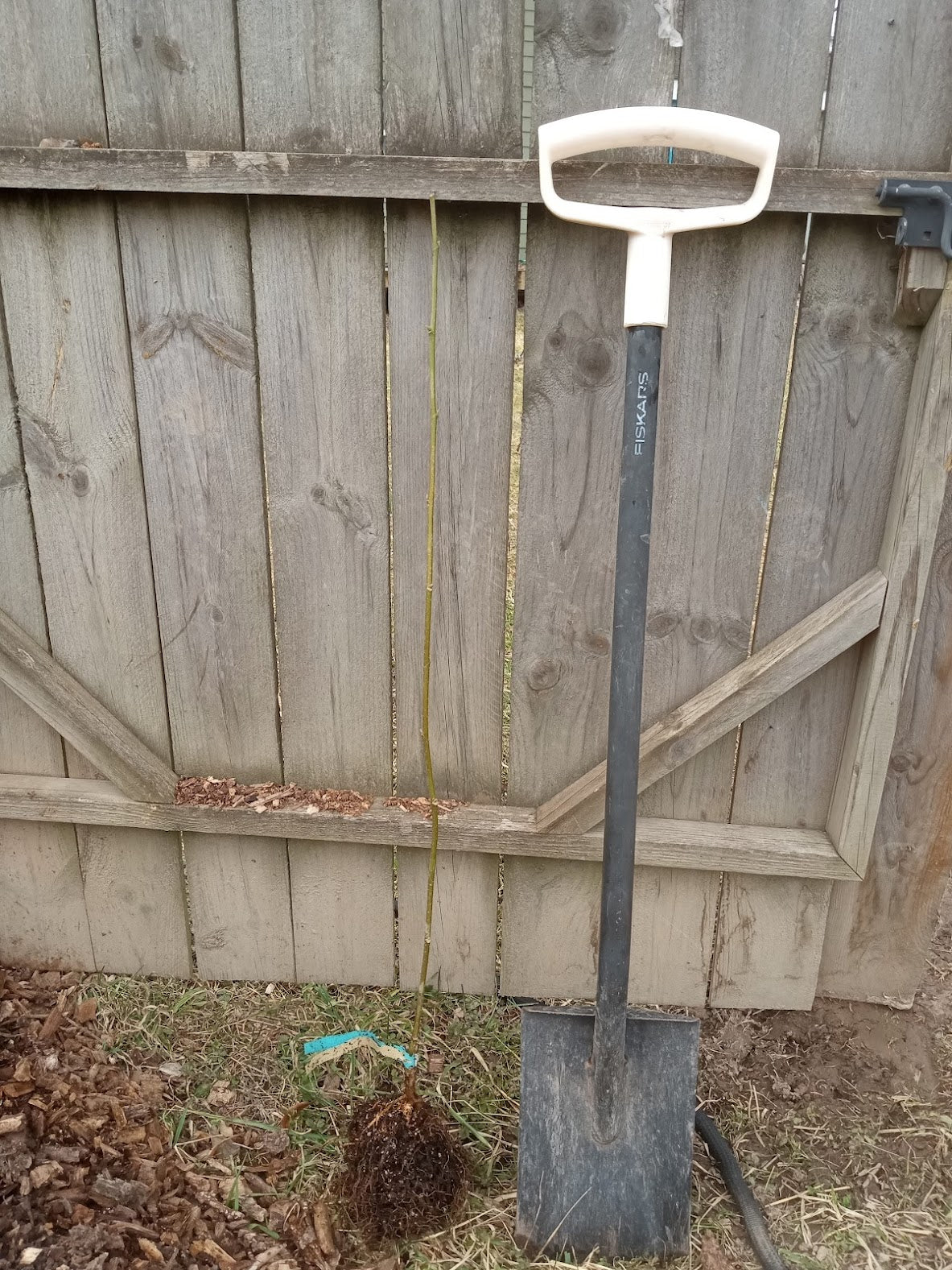 Magnolia Tinkerbelle (Magnolia x Tinkerbelle) 4ft tall