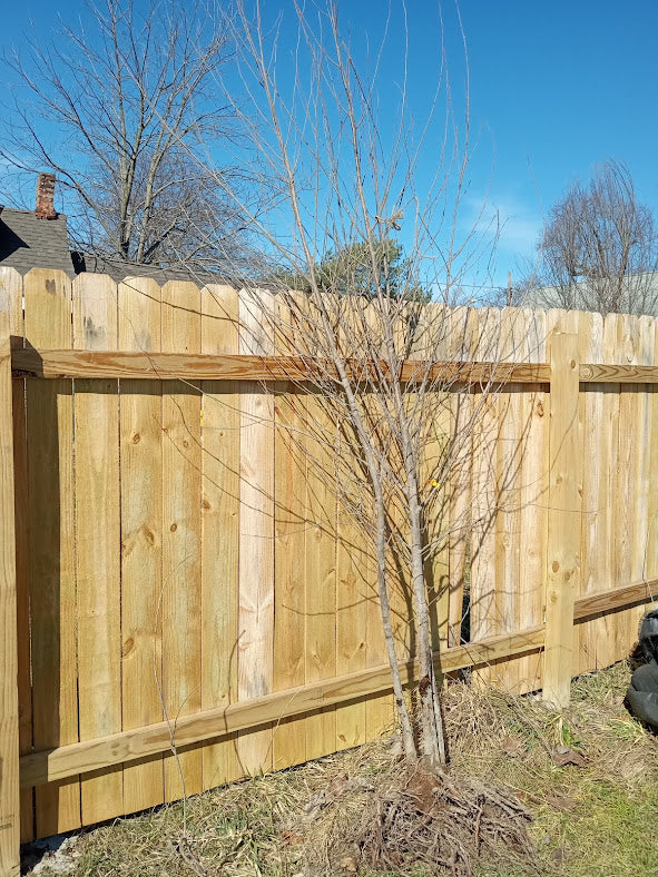 Paper Birch Clump Form (Betula papyrifera)