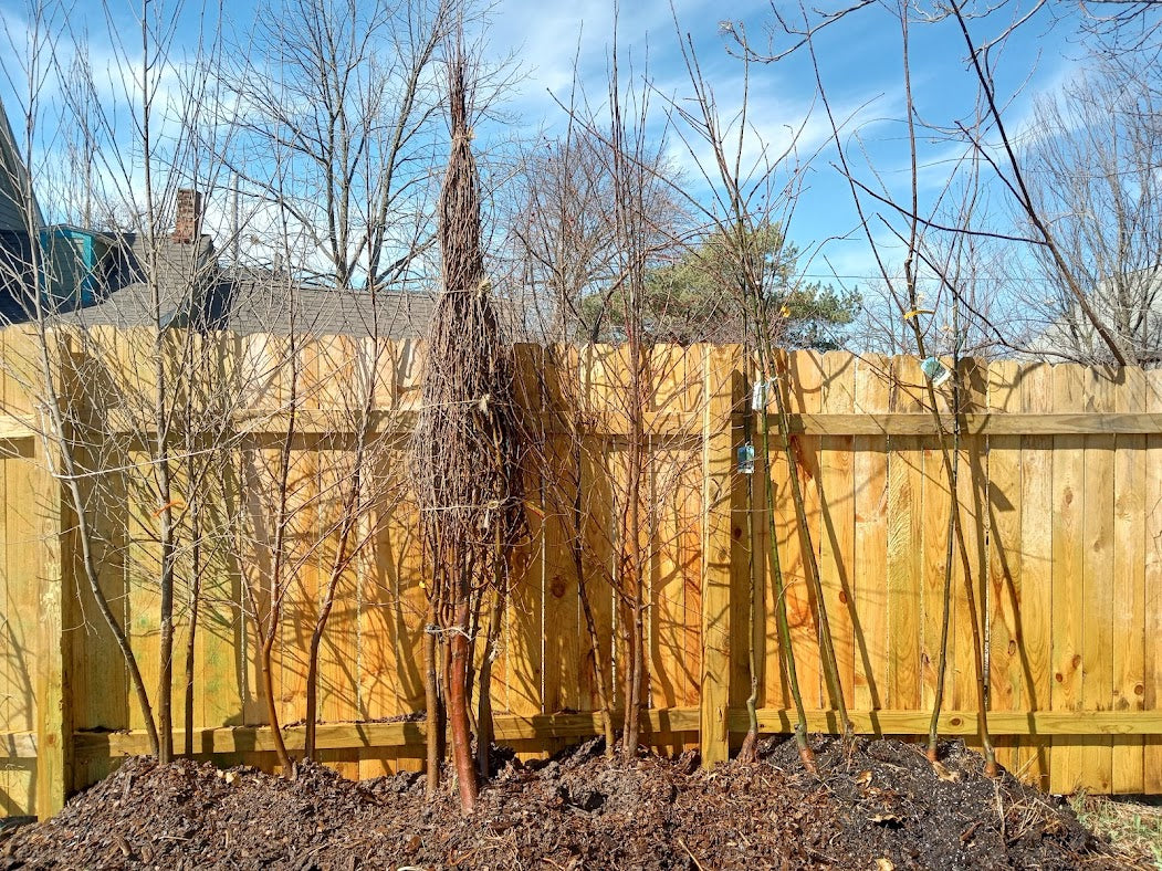Paper Birch Clump Form (Betula papyrifera)