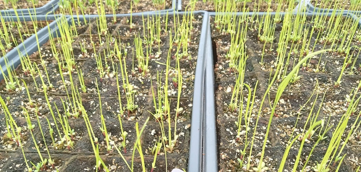 Dense Blazing Star Plant - Liatris spicata - 2" Plug