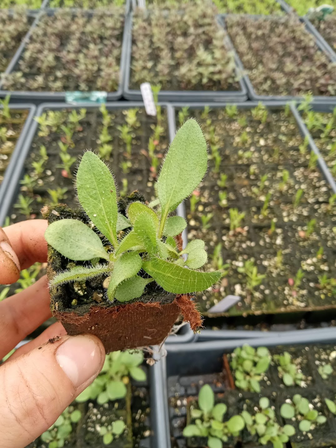 Gloriosa Daisy Plant - Rudbeckia Hirta - 2" Plug