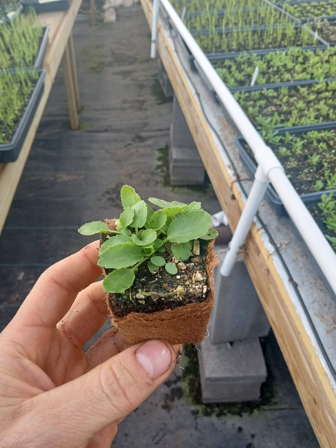 Sea Holly Plant - Erynginum - 2" Plug