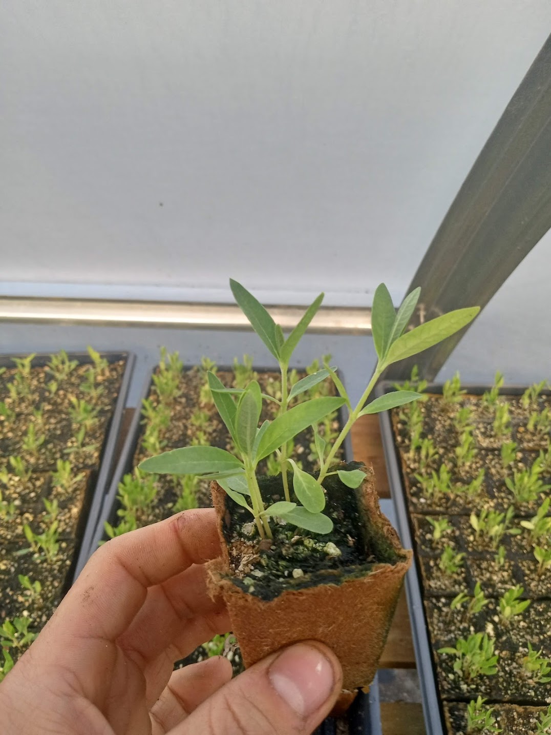 Common Milkweed Plant - Asclepias syriaca - 2" Plug