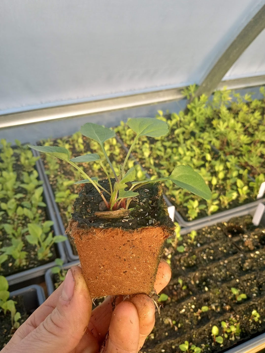 Wild Golden Glow Plant - Rudbeckia laciniata - 2" Plug