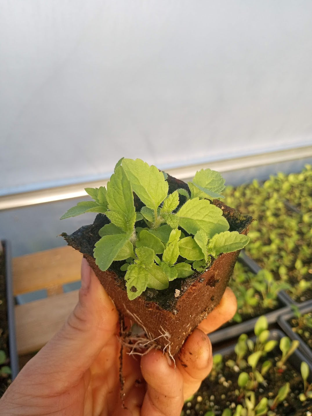 Joe Pye Weed Plant - Eutrochium maculatum - 2" Plug
