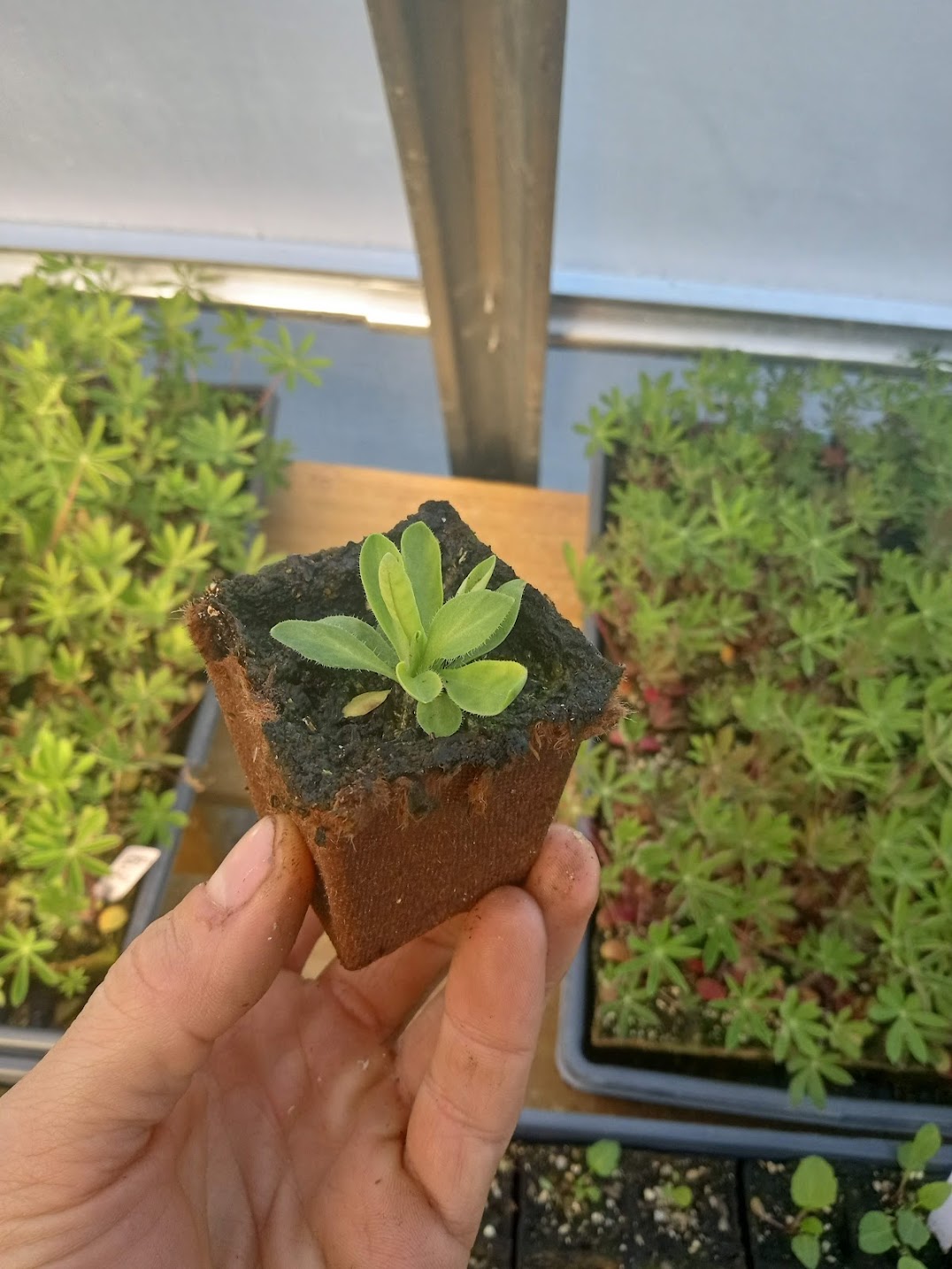Royal Catchfly Plant - Silene regia - 2" Plug