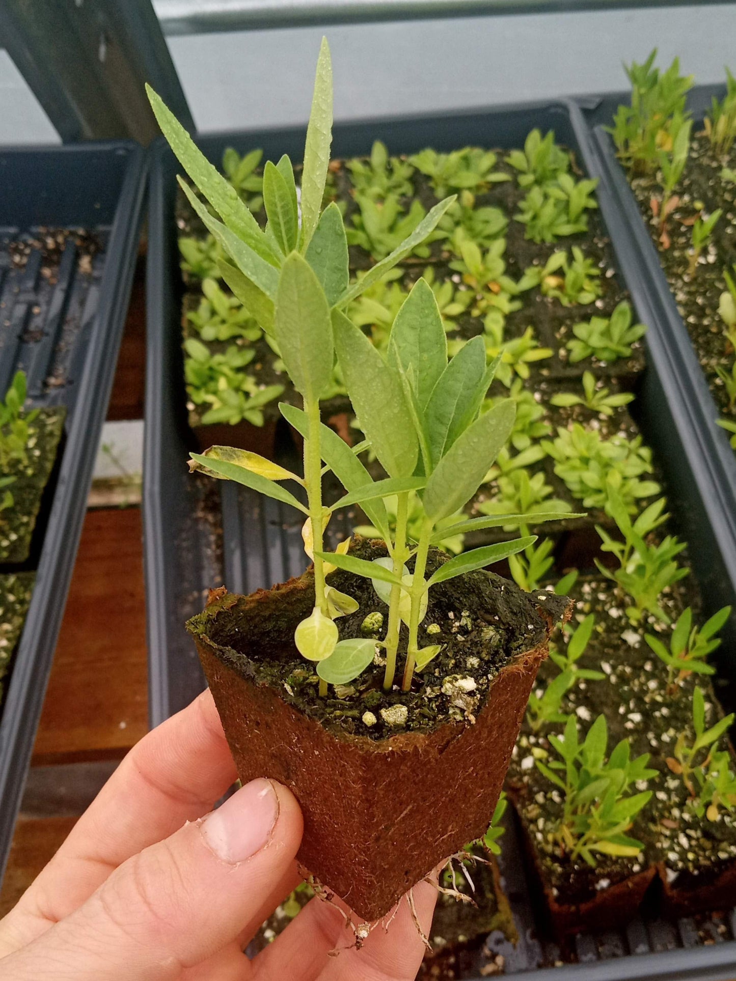 Common Milkweed Plant - Asclepias syriaca - 2" Plug