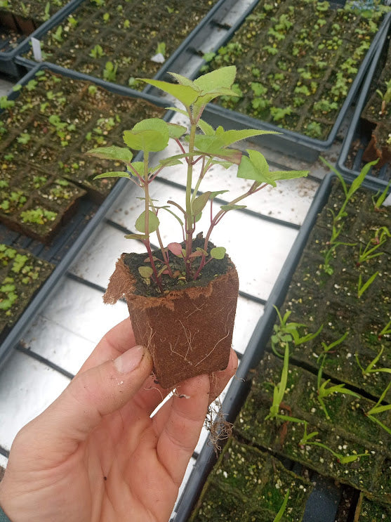 Red Bee Balm Native Plant - Monarda didyma - 2" Plug
