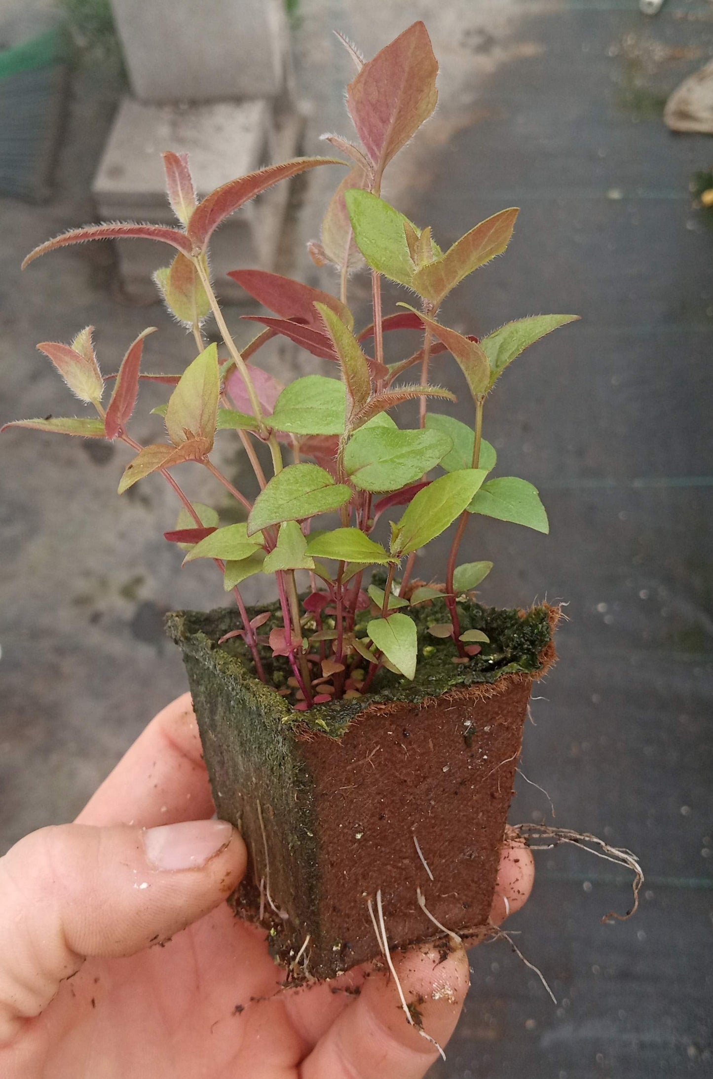 Bradbury's Bee Balm Plant - Monarda bradburiana - 2" Plug