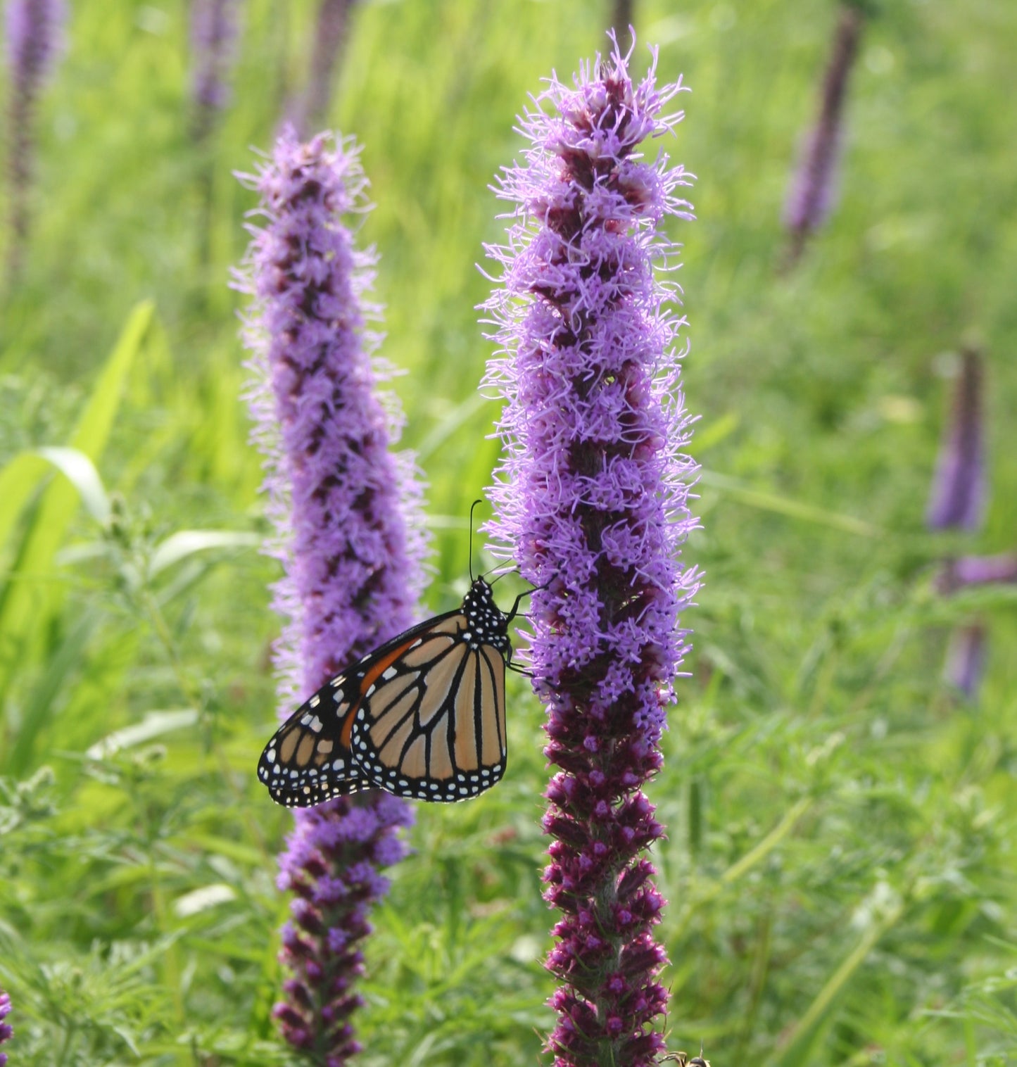 Prairie Blazing Star Plant - Liatris pycnostachya - 2" Plug