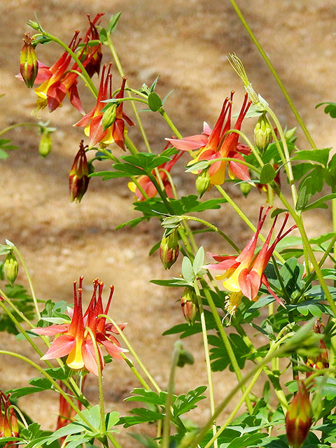columbine potted plant Woodland Columbine Plant - Aquilegia canadensis