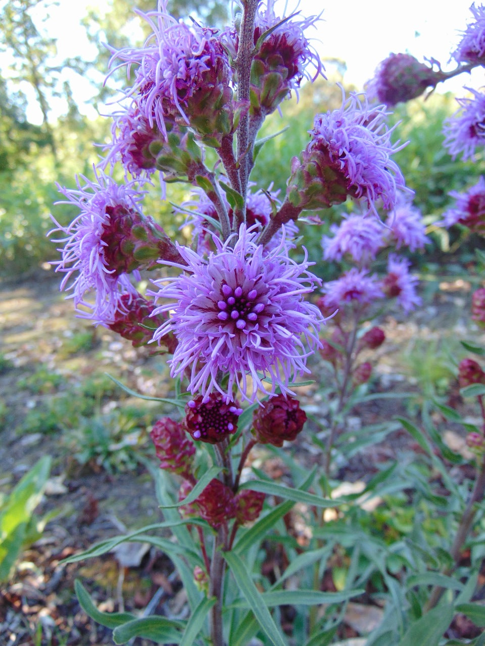 Meadow Blazing Star Plant - Liatris ligulistylis - 2" Plug