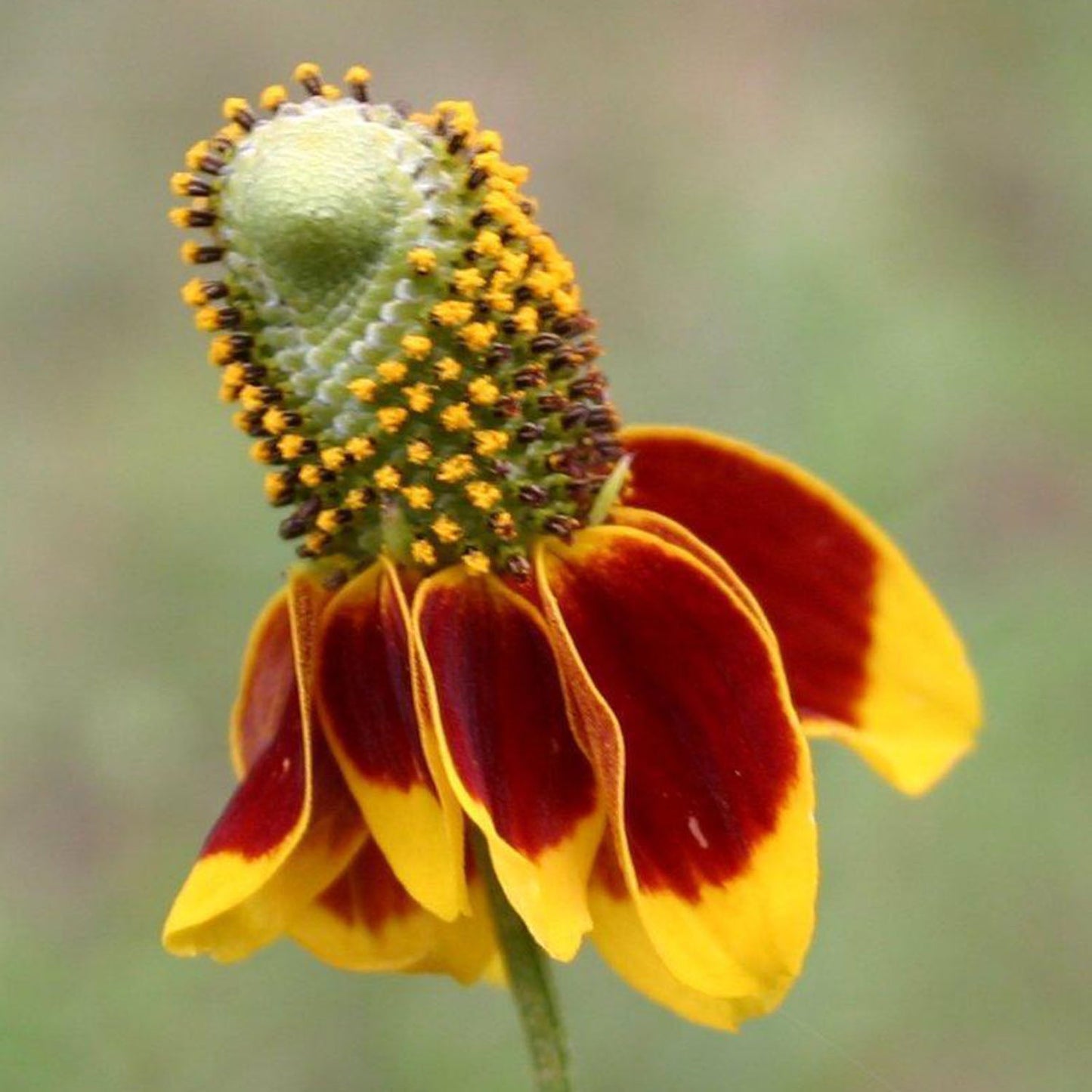 Ratibida columnifera - Red Mexican Hat - Starter Plant