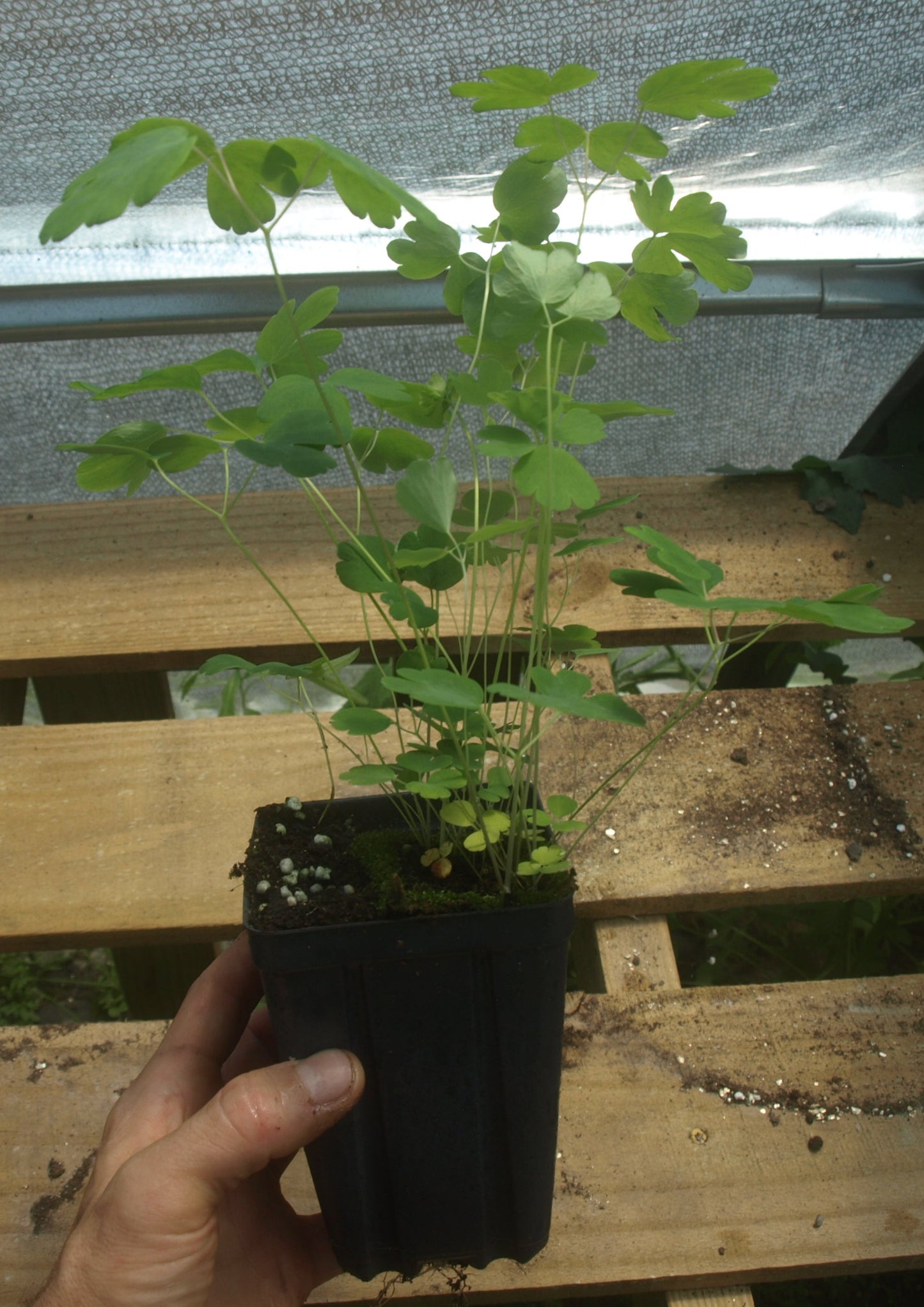 Woodland Columbine Plant - Aquilegia canadensis - 3.5" Pot