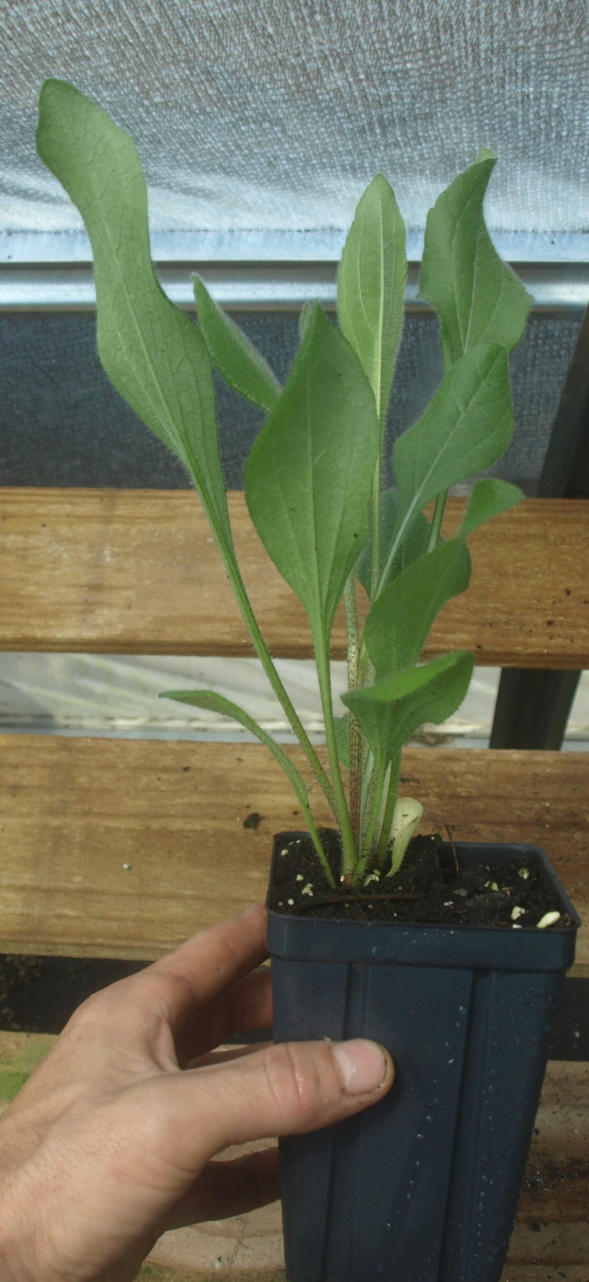 Gloriosa Daisy Plant - Rudbeckia Hirta - 3.5" Pot