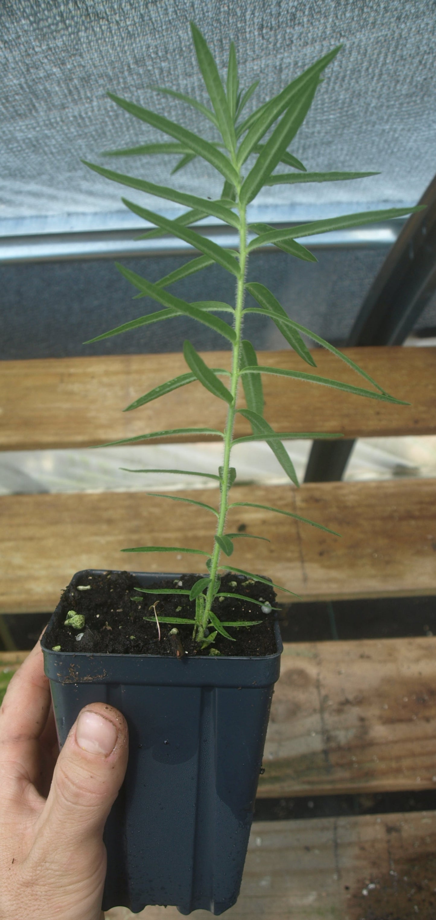 Butterfly Weed Plant - Asclepias tuberosa - 3.5" Pot