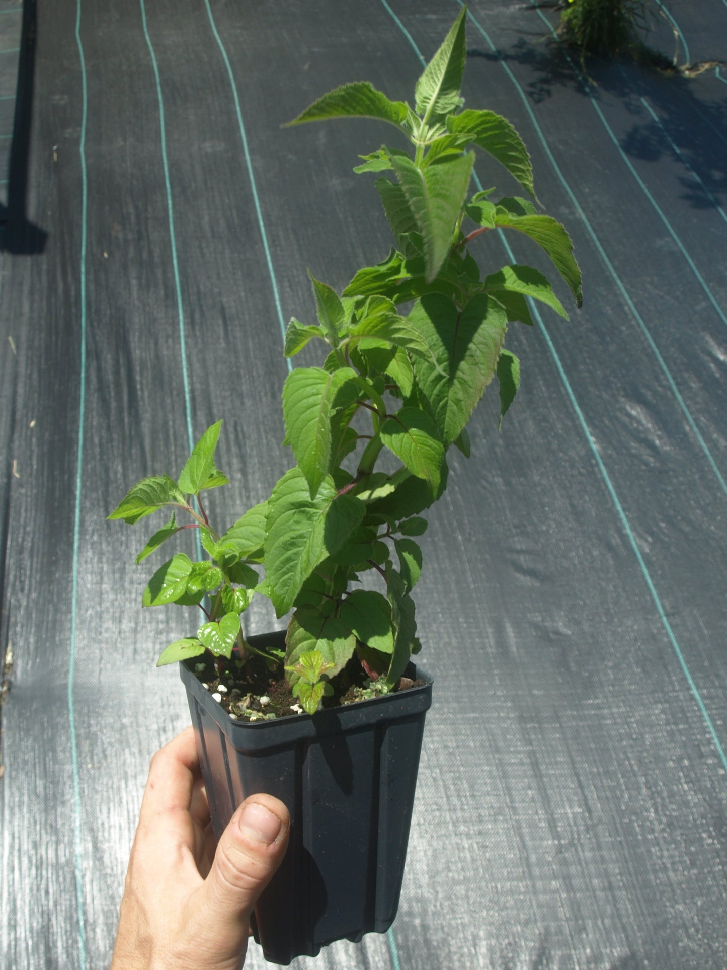 Red Bee Balm Native Plant - Monarda didyma - 3.5" Pot