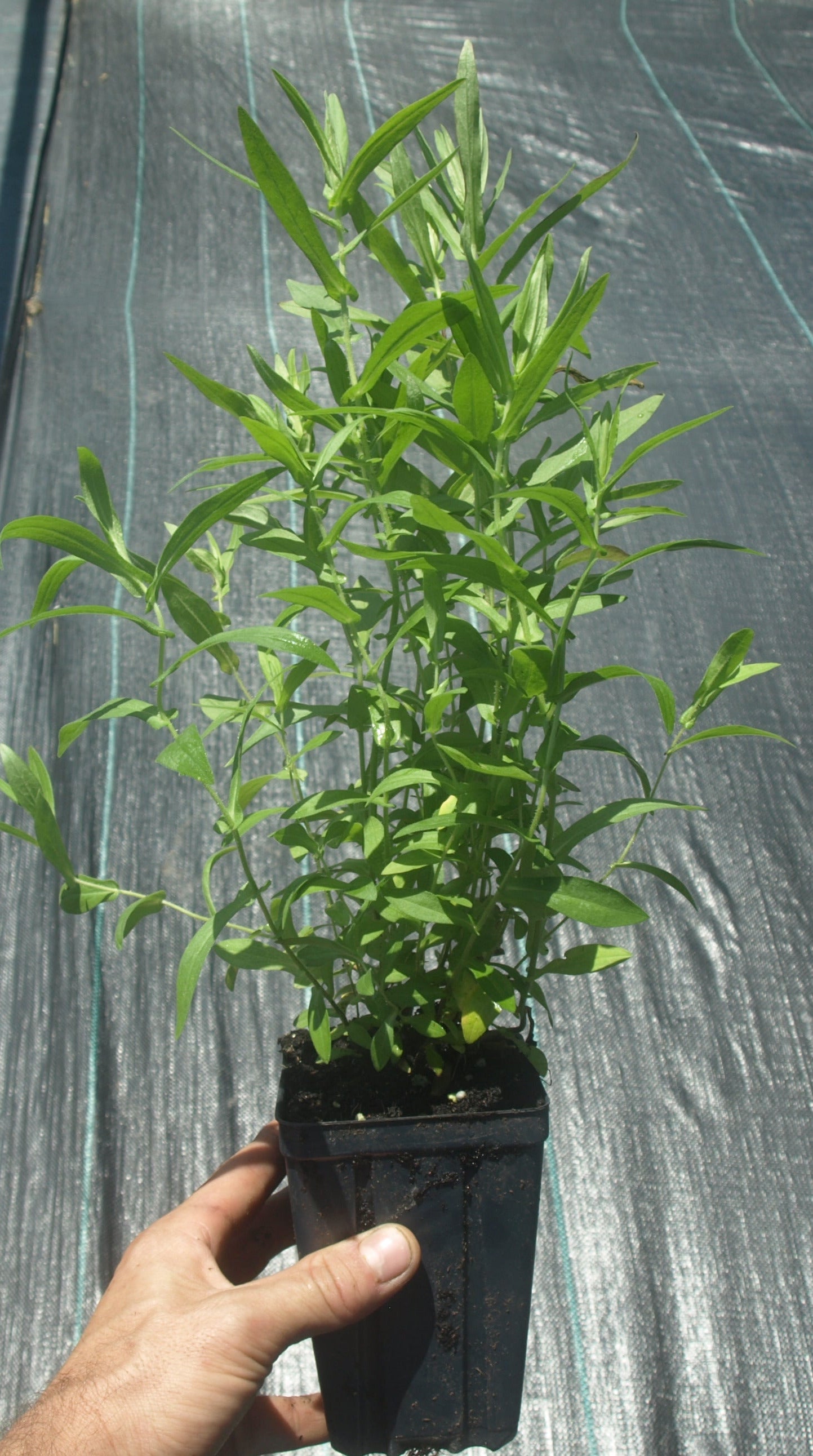 New England Aster Plant - Symphyotrichum novae-angliae - 3.5" Pot
