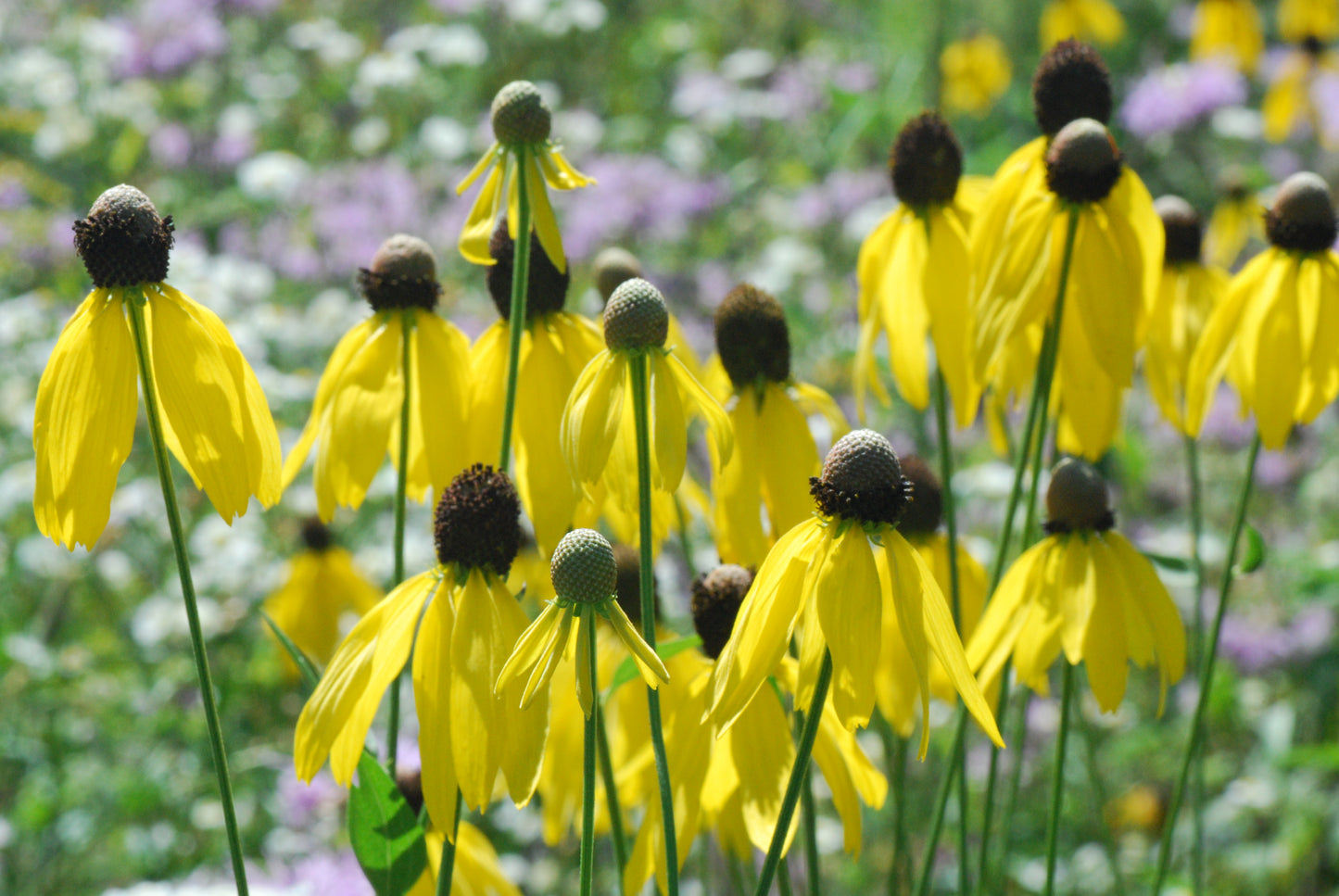 Ratibida pinnata - Yellow Prairie Coneflower - 2" Plug