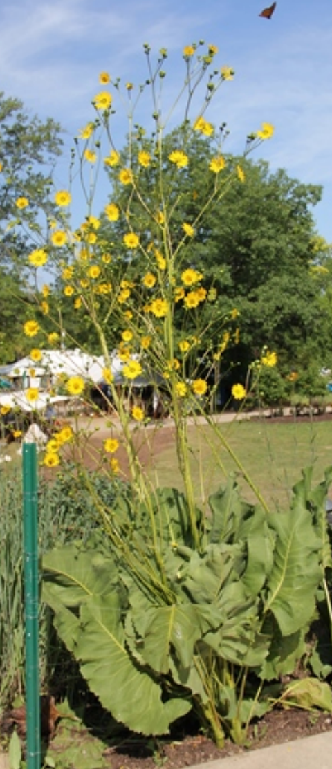 Silphium terebinthinaceum - Prairie Dock - Starter Plant
