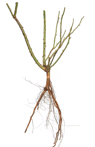 Don Juan Climbing Rose - Hardy Rose Plant