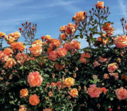 Tangerine Skies Climbing Rose - Hardy Rose Plant