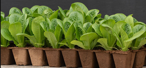 Milk Weed Mixer - Flower Garden Pack