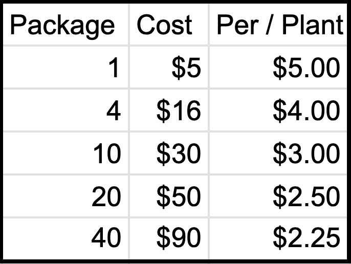 Elderberry Plant - Sambucus canadensis - 2" Plug