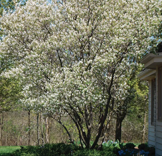 Autumn Brillance Serviceberry (Amelanchier) 4-5ft