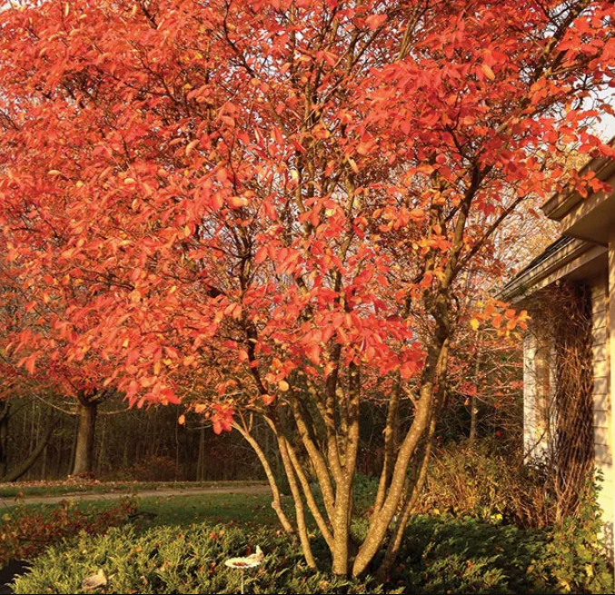 Autumn Brillance Serviceberry (Amelanchier) 4-5ft