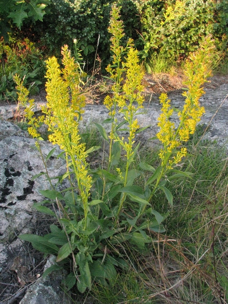Solidago speciosa - Showy Goldenrod - Starter Plant
