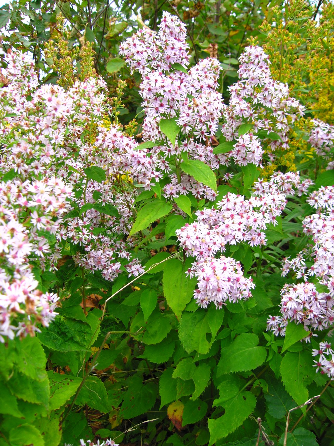 Heart-leaved Aster Plant - Symphyotrichum cordifolium - 3.5" Pot