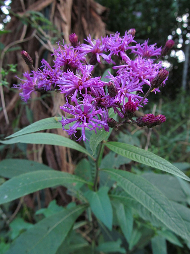 Tall Ironweed Plant - Vernonia gigantea - 3.5" Pot