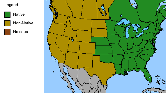 Doll's Eyes Plant - Actaea pachypoda - 2" Plug