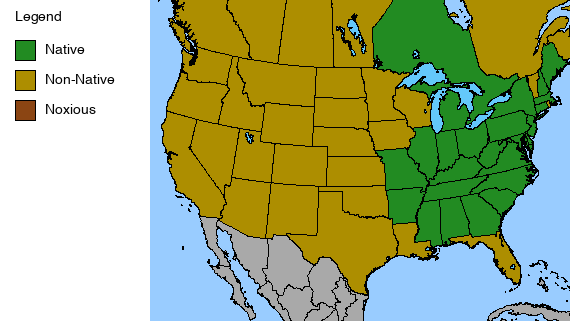 Black Cohosh Plant - Cimicifuga racemosa - 2" Plug