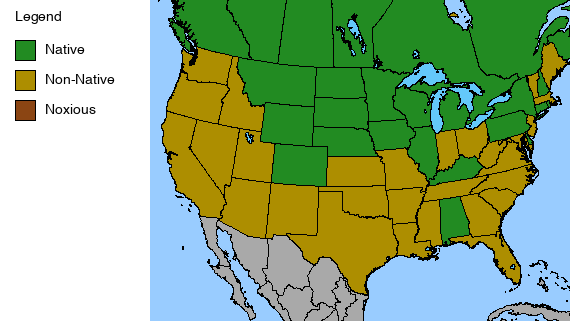 Anise Hyssop Plant - Agastache foeniculum - 2" Plug