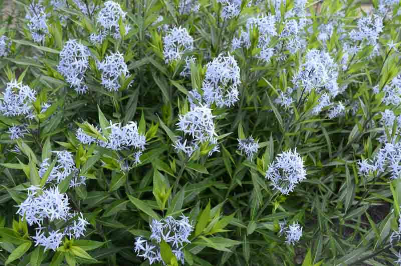 Eastern Bluestar - Starter Plant - Amsonia tabernaemontana