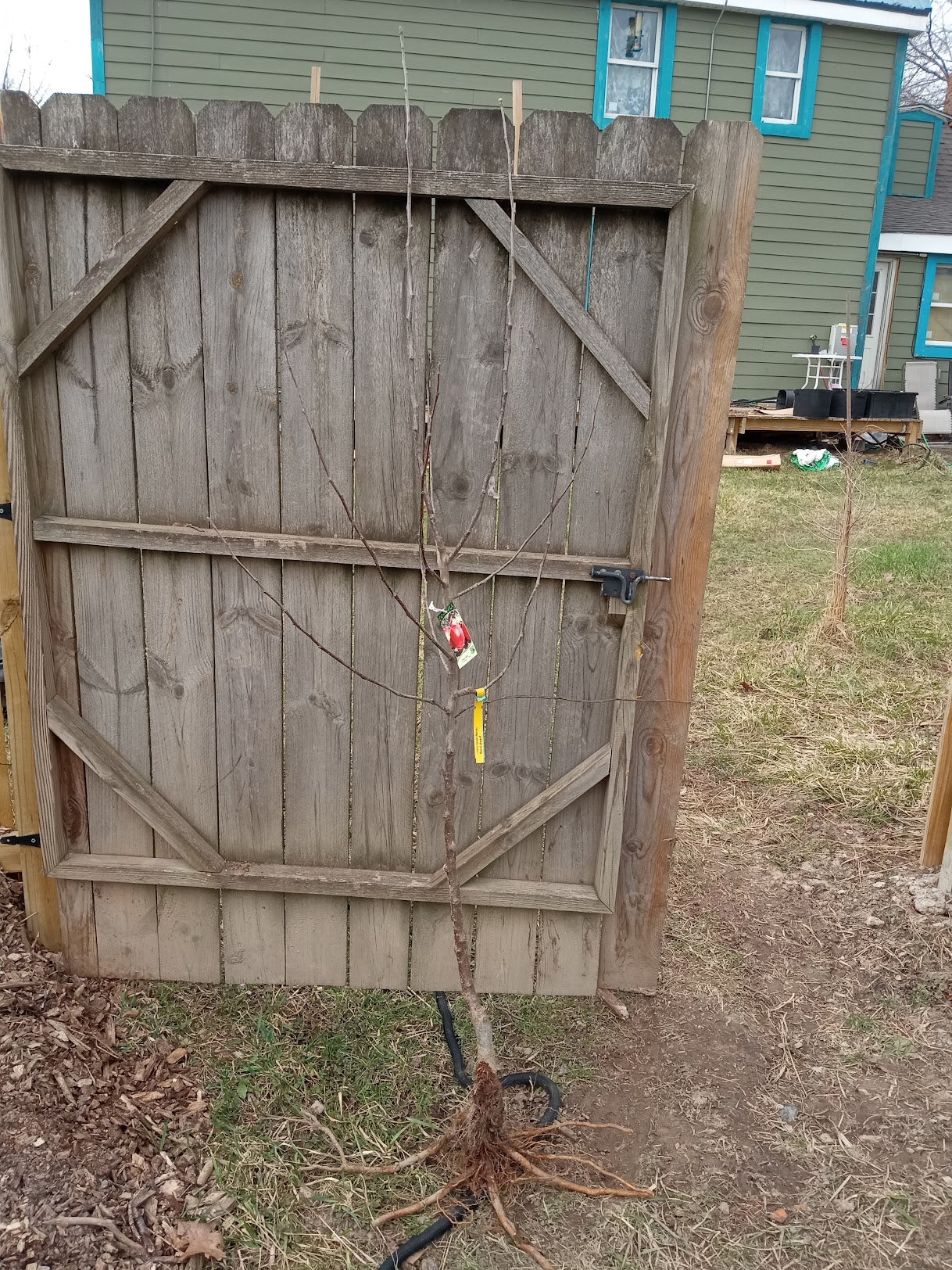 Liberty Apple (Malus domestica ‘Liberty’) – Semi-Dwarf