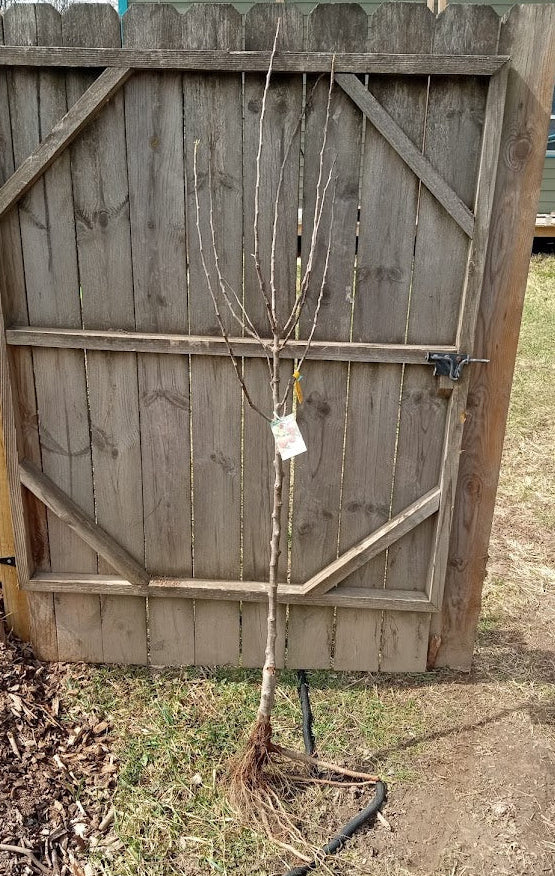 Moon Glow Pear – Semi-Dwarf