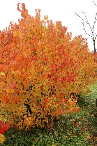 Autumn Jazz Viburnum (Viburnum dentatum)