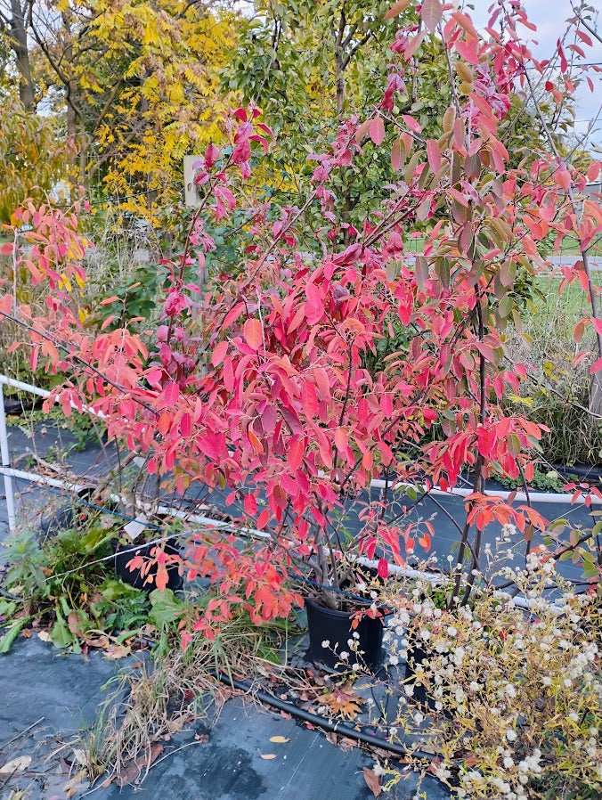 Autumn Brilliance Serviceberry (Juneberry)